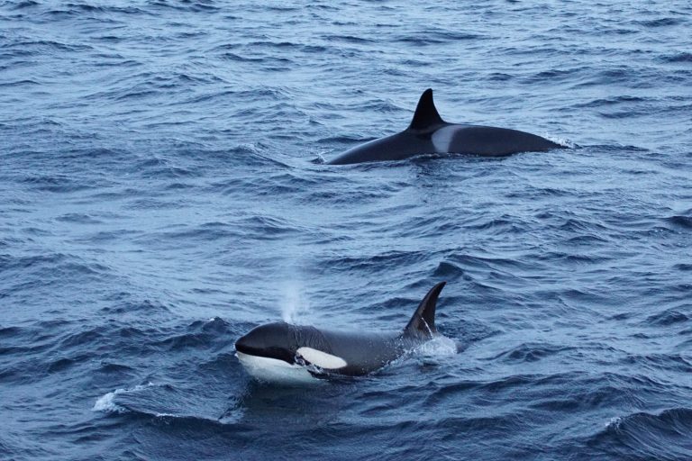 Schwimmen Hier darf geschmunzelt werden: Orcas schwimmen durchs Wasser